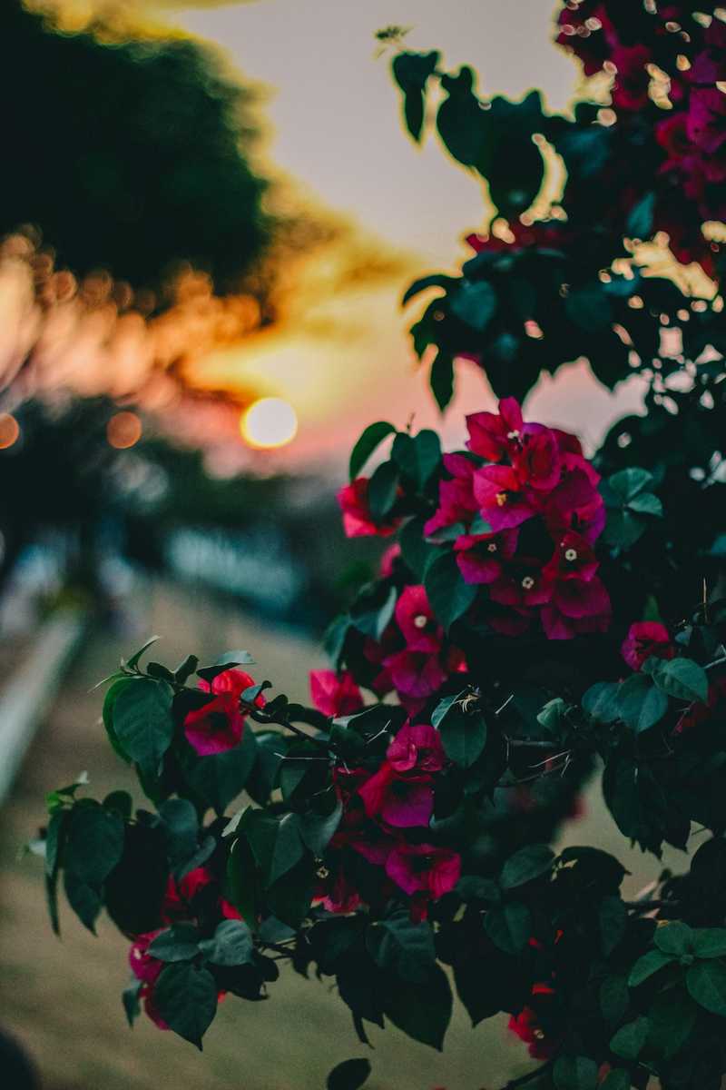 Pink petaled flowers